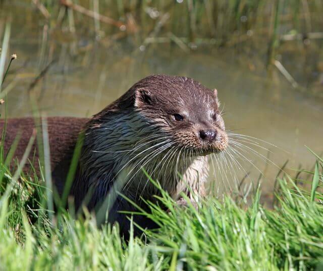 otter-animal-close-up-portrait-57466
