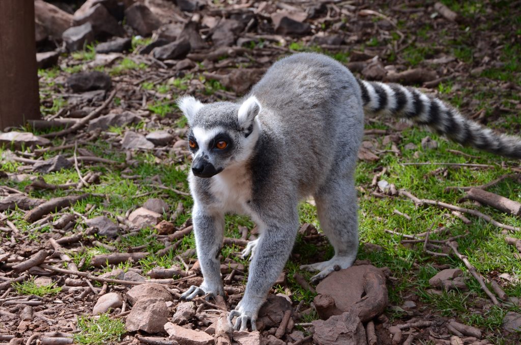 Lemur at Wildlife Oasis