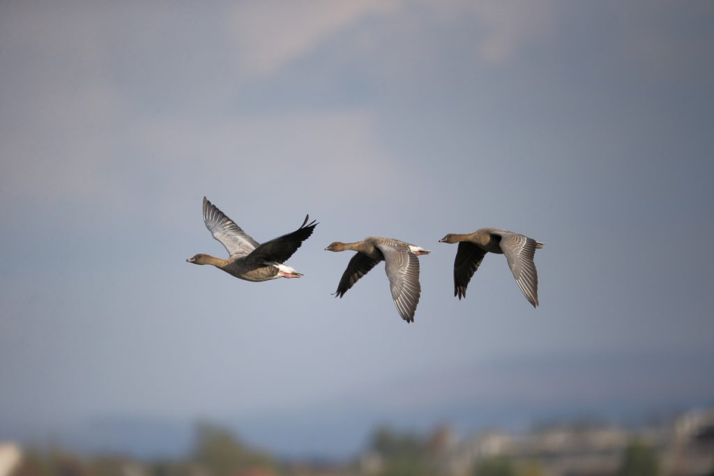 Geese flying in scotland in winter